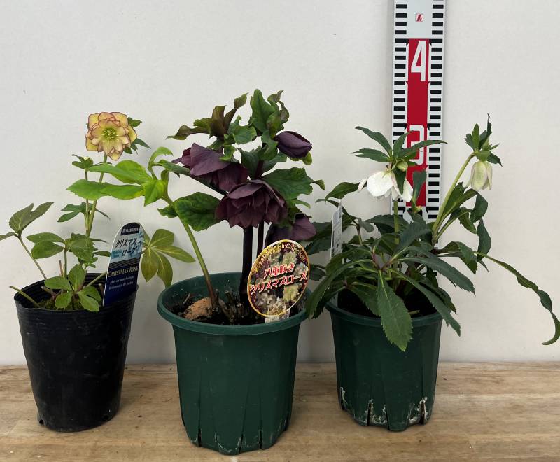 楽天市場】「3株セット」か「5株セット」クリスマスローズ 開花見込み