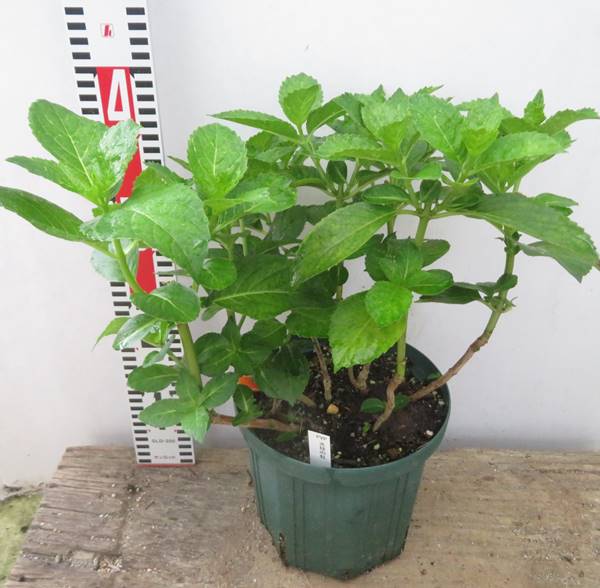 保障できる アジサイ 紫陽花 あじさい 光枝の虹 ミツエノニジ 6号苗 F08 Fucoa Cl