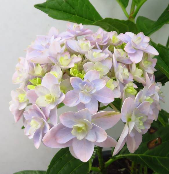 現品発送 自然開花株 アジサイ 紫陽花 あじさい テマリテマリ 5号 549 E07 3 Fmcholollan Org Mx
