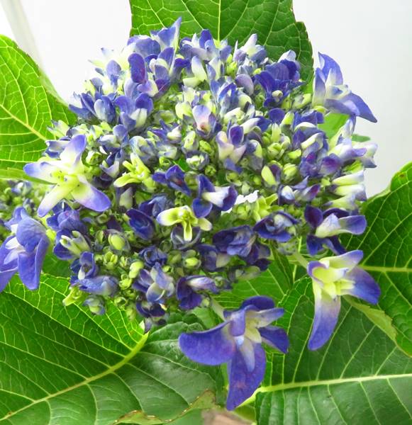 自然開花株 現品発送 鉢花 紫陽花 新品種 花 観葉植物 アジサイ 紫陽花 あじさい ジーナ 6号苗 552 E6 3 千草園芸 自然開花株 現品発送 鉢花 紫陽花 新品種 花 観葉植物 アジサイ 紫陽花 あじさい ジーナ 6号苗 552 E6 3 千草園芸
