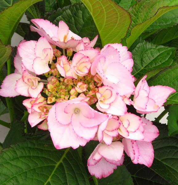 現品 路地管理苗 アジサイ 紫陽花 あじさい ラ ベッラ 根巻き苗 大株 622 Zets Co Il