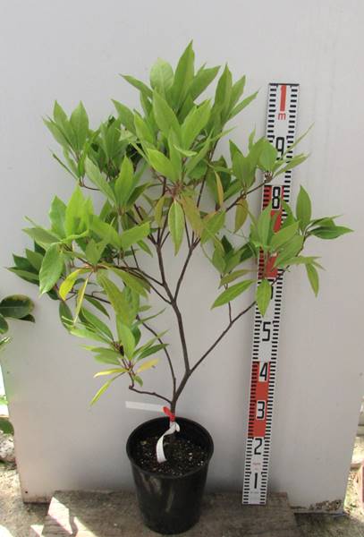 楽天市場 現品 イリシウム フロリダナム 7号 655 K2 千草園芸