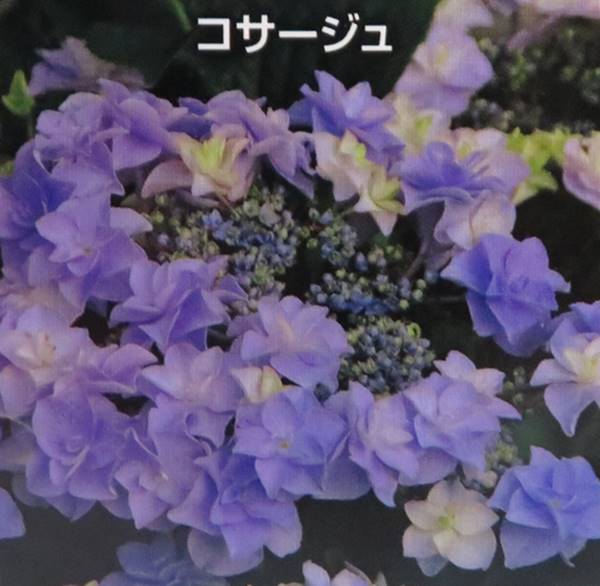 楽天市場 屋外管理苗 アジサイ 紫陽花 あじさい コサージュ 4号苗 J10 千草園芸