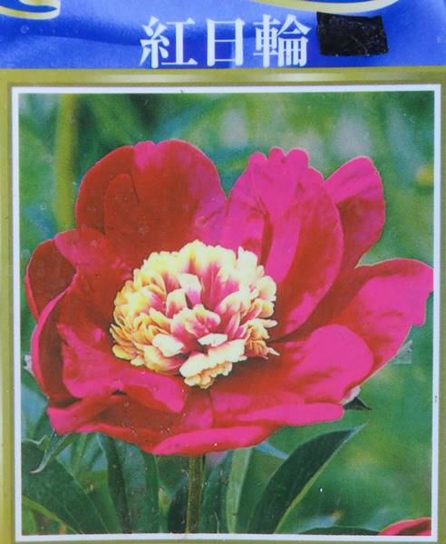 楽天市場 シャクヤク 芍薬 紅日輪 4号 K3 千草園芸