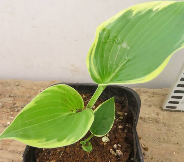 楽天市場 ギボウシ アメリカンハロー 3 5号苗 A10 千草園芸