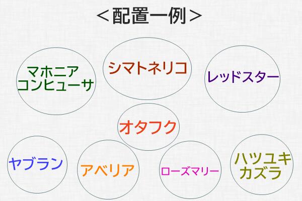 楽天市場 シンボルツリーのシマトネリコとグランドカバー低木セット 千草園芸