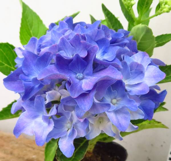 楽天市場 開花株 アジサイ 紫陽花 あじさい アマランス ブルー 3 5号 21年入荷株 B 千草園芸