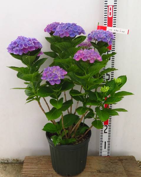 自然開花株 花 観葉植物 青い色から緑に変化する秋色アジサイ アジサイ 紫陽花 鉢花 現品発送 マジカルコーラル 578 E06 3 千草園芸 自然開花株 花 観葉植物 青い色から緑に変化する秋色アジサイ アジサイ 紫陽花 鉢花 現品発送 マジカルコーラル 578 E06 3 千草園芸