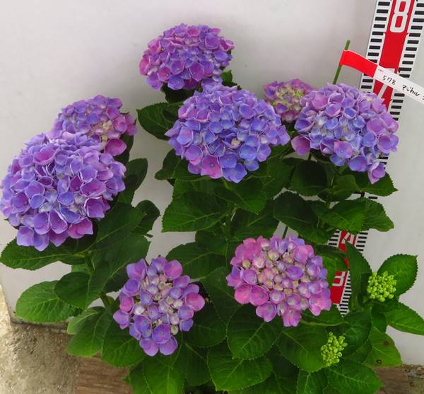 自然開花株 花 観葉植物 青い色から緑に変化する秋色アジサイ アジサイ 紫陽花 鉢花 現品発送 マジカルコーラル 578 E06 3 千草園芸 自然開花株 花 観葉植物 青い色から緑に変化する秋色アジサイ アジサイ 紫陽花 鉢花 現品発送 マジカルコーラル 578 E06 3 千草園芸