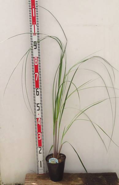 楽天市場 コンパクトにまとまる 矮性パンパスグラス プミラ 白花 4 5号苗 A13 千草園芸