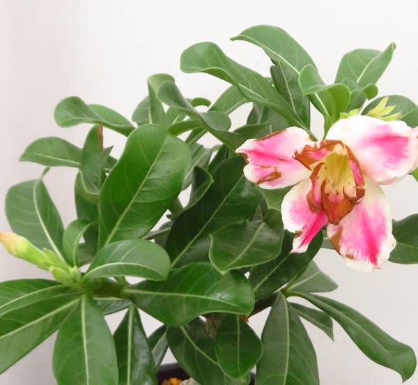 現品 アデニウム オベスム 5号数セラアート鉢植え 02 H28 Nanotech Ie