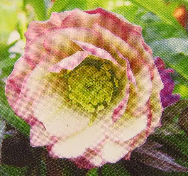 楽天市場】クリスマスローズ 開花見込み株 実生苗 ダブル咲き ホワイト