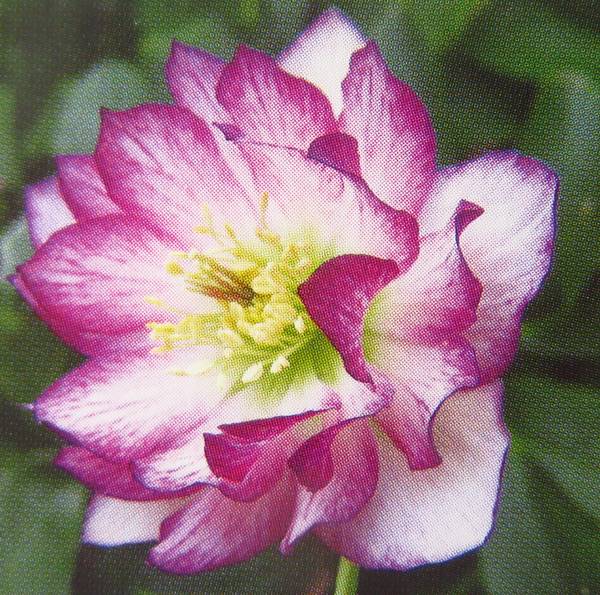 ♡開花中♡クリスマスローズ　SDホワイト 充実株美花 imgrc0098633144.jpg