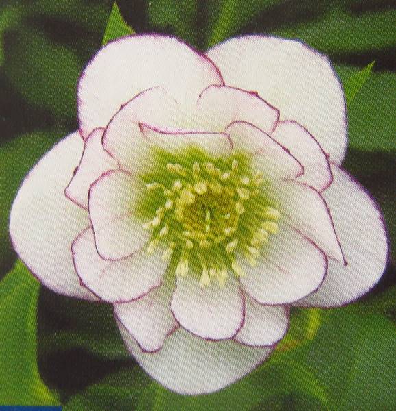 楽天市場】クリスマスローズ 開花見込み株 実生苗 シングル咲き ピンク