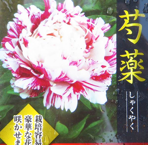 楽天市場】芍薬苗（シャクヤク苗） ピンクスプライザー 5号苗(e08
