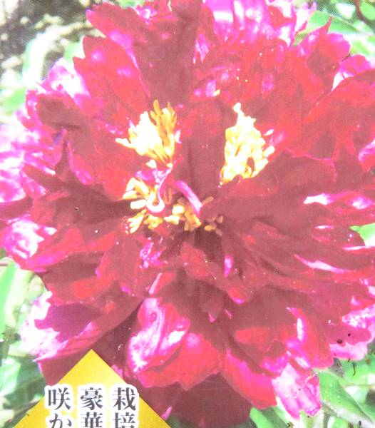 野兎　芍薬苗 楽天市場】芍薬苗（シャクヤク苗） レッドレッドローズ 5号苗(f04