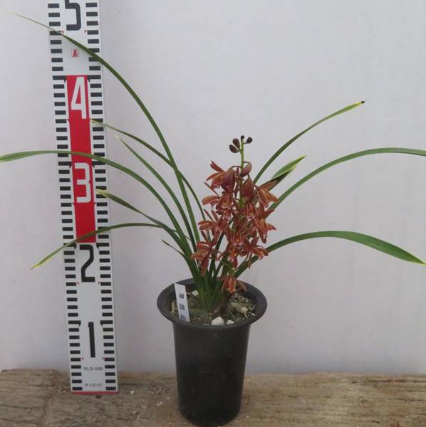 金稜辺 キンリョウヘン メルカリ 今春の ）5号ロング鉢 5.5号サイズ 〔花芽