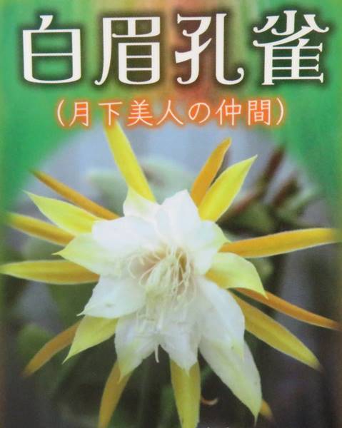 楽天市場】月下美人 芳月美人 5号鉢 : 千草園芸