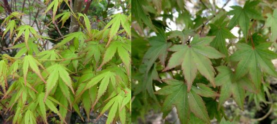 楽天市場 イロハモミジ 株立ち 1ｍ 新緑の涼しさと紅葉を楽しめる苗木 千草園芸