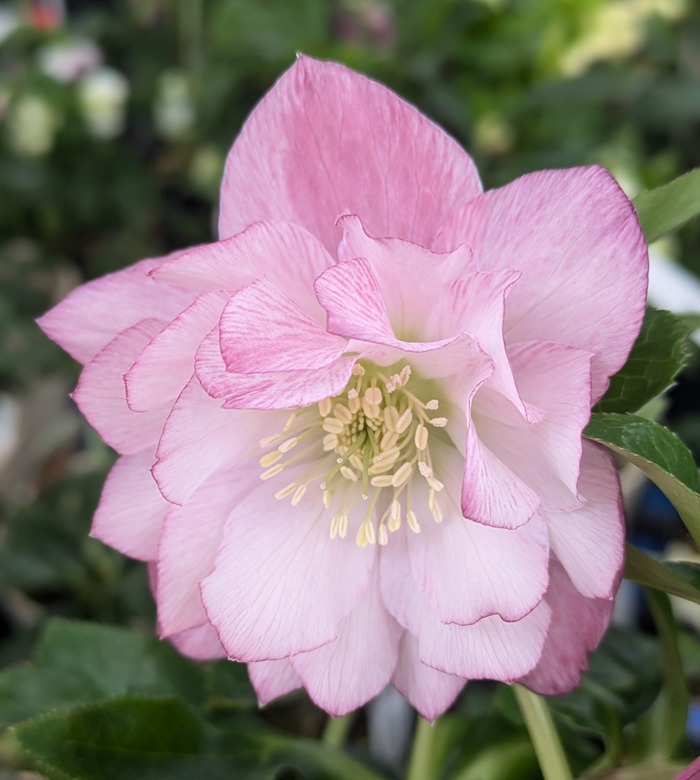 楽天市場】【現品】クリスマスローズ ダブル咲き ゴールドオーレア系