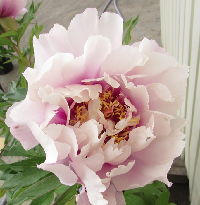 楽天市場】ハイブリッドシャクヤク(芍薬) コーラルイス 6号苗 : 千草園芸