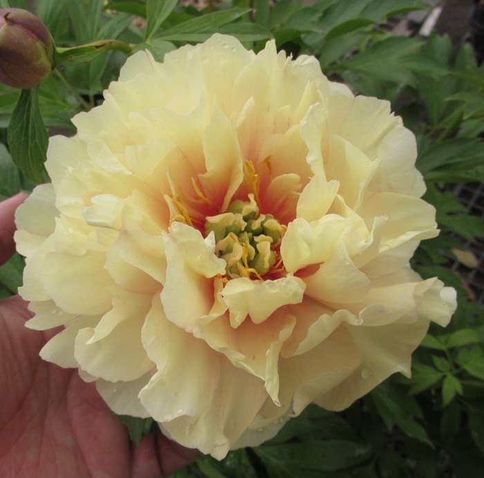 野兎　芍薬苗 シャクヤク 芍薬 漁火 12cmポット 苗 園芸 ガーデニング 通販