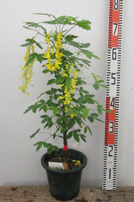 カリステモン　ホワイトアンザック　4本株立ち カリステモン ホワイトアンザック 4本株立ち カリステモン ホワイト