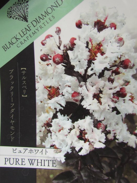 新品種サルスベリ ブラックリーフダイヤモンド ピュアホワイト 植木 現品 黒い葉が美しい ガーデニング 農業 7号 苗木 1m 6153 千草園芸