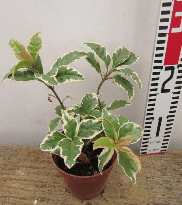 楽天市場 斑入りヤブコウジ 十両 3 5号 G1 千草園芸