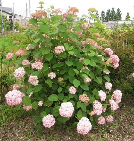 テマリ咲きでピンク色の花を咲かせる米国のアジサイアナベル 花 観葉植物 現品 路地管理苗 鉢花 アジサイ 紫陽花 あじさい ピンクのアナベル ピンカーベル 根巻き 超特大株 01 千草園芸