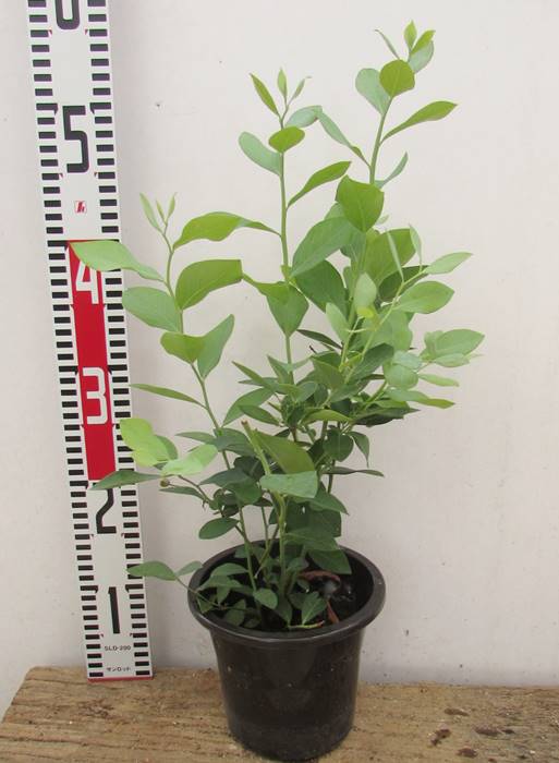 楽天市場 ブルーベリー ノーザンハイブッシュ系 苗木 5号 選べる品種 E05 千草園芸