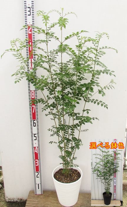 楽天市場 シマトネリコ 株立ち 7号セラアート鉢植え 選べる鉢色 千草園芸 楽天市場 シマトネリコ 株立ち 7号セラアート鉢植え 選べる鉢色 千草園芸