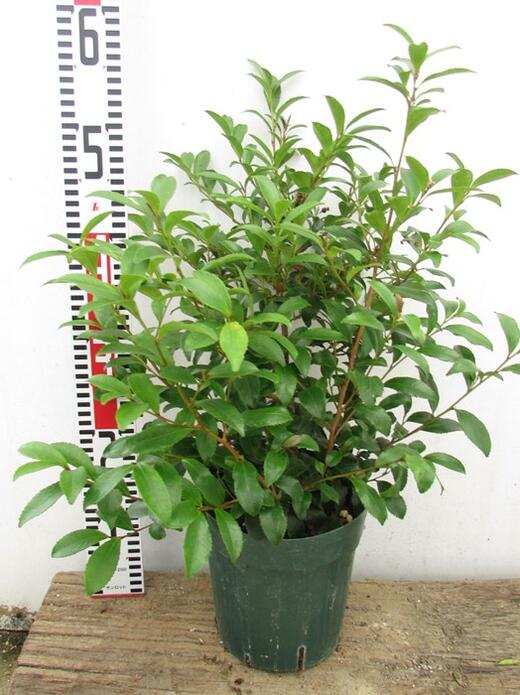 楽天市場 ヒサカキ 苗木 6号 K4 千草園芸