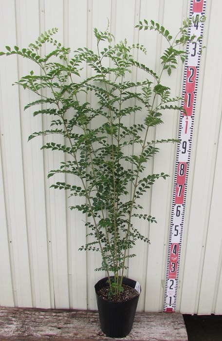 楽天市場 シマトネリコ 株立ち 7号 1m 千草園芸