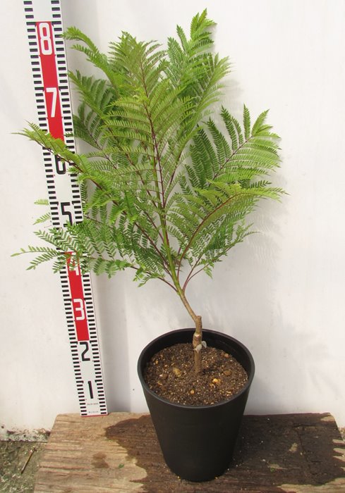 楽天市場 ジャカランダブルーブロッサム ビューイング 苗木 7号セラアート鉢植え F05 千草園芸