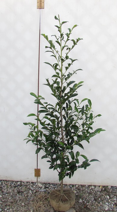 楽天市場 榊 サカキ 苗木 1 2m 千草園芸