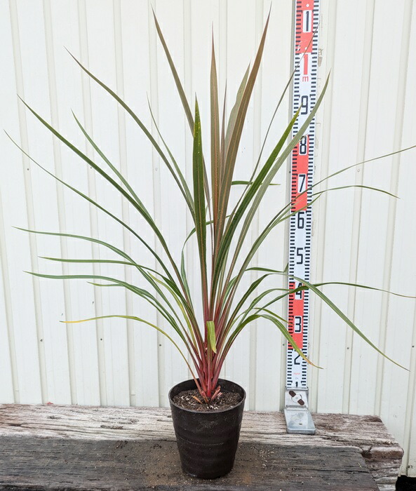 コルジリネ トーベイダ ズラー 大型 幹立ち 美株 高さ95cm 幅100cm コルジリネ トーベイダズラー（白ドラセナ）大株 : 打出農園