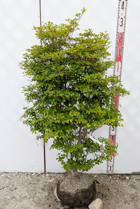 楽天市場】【現品】ドウダンツツジ 苗木 W60cm×D40cm×H90cm D418