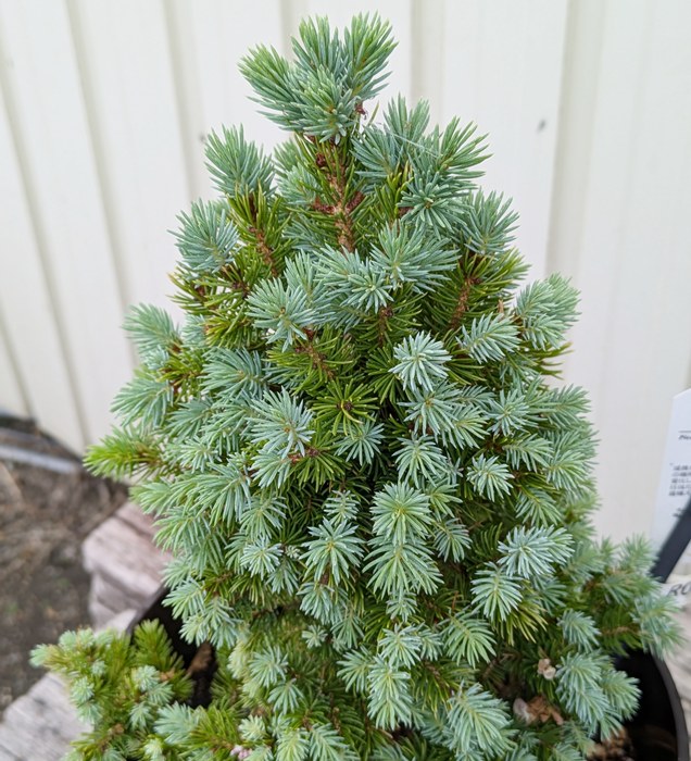 楽天市場】【現品発送】ピセア・プンゲンストーヒ ホプシー 8号鉢植え