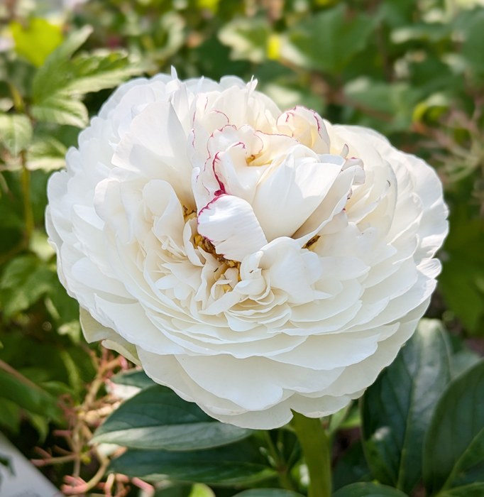 野兎　芍薬苗 楽天市場】芍薬 春の粧 12cmポット 変わり咲き シャクヤク 苗木