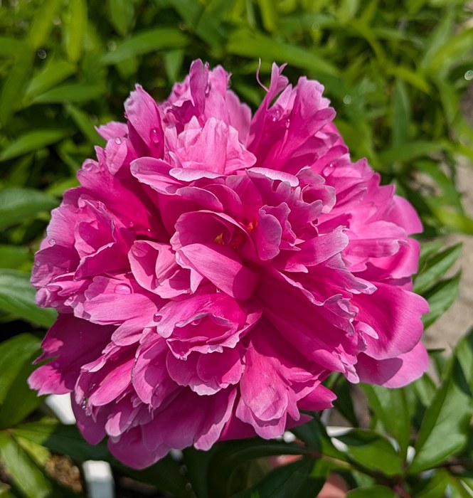 楽天市場】【現品】ボタン(牡丹) 苗木 墨の一 （スミノイチ） 8号