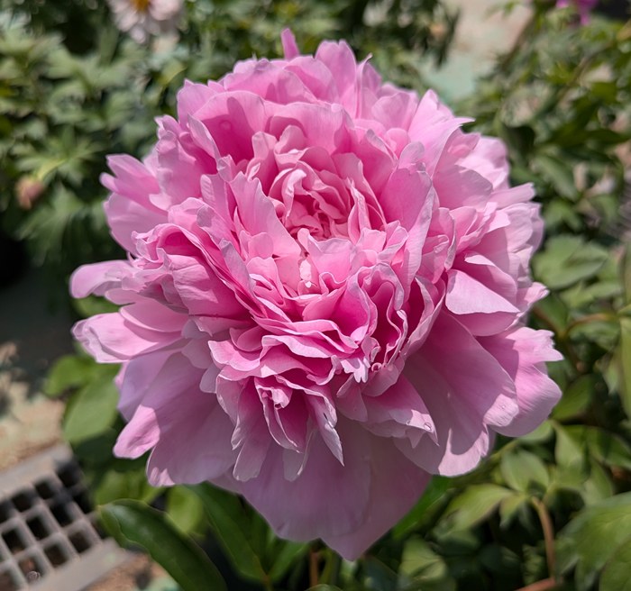 楽天市場】芍薬苗（シャクヤク） 未来(ミライ) 6号苗 : 千草園芸
