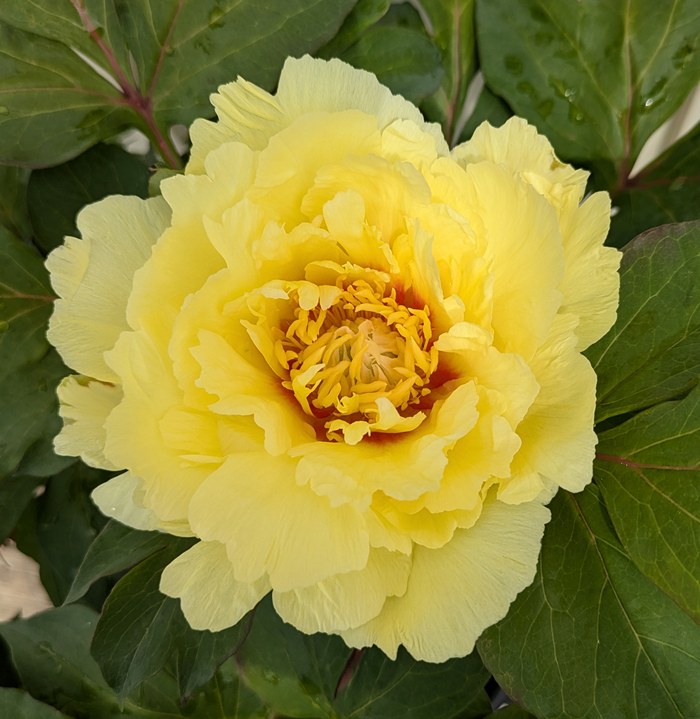 【匿名変更】シャクヤク 芍薬 グリーンハロー 富士 セレブリティ おまとめ 楽天市場】芍薬苗（シャクヤク苗） グリーンハロー 6号苗 : 千草園芸