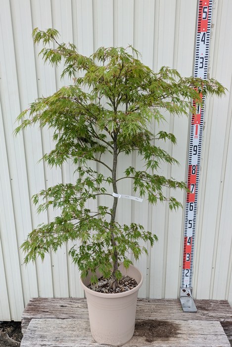 楽天市場】【現品】アオシダレモミジ 青枝垂れ紅葉 樹高1.3m 51609葉