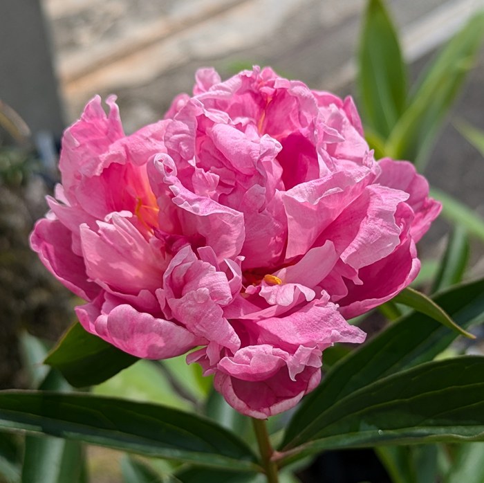 楽天市場】芍薬苗（シャクヤク苗） ガーデニア 5号苗 : 千草園芸