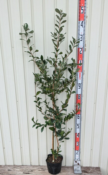 楽天市場】キウイフルーツ苗木スーパーゴールド5号鉢植え(k05