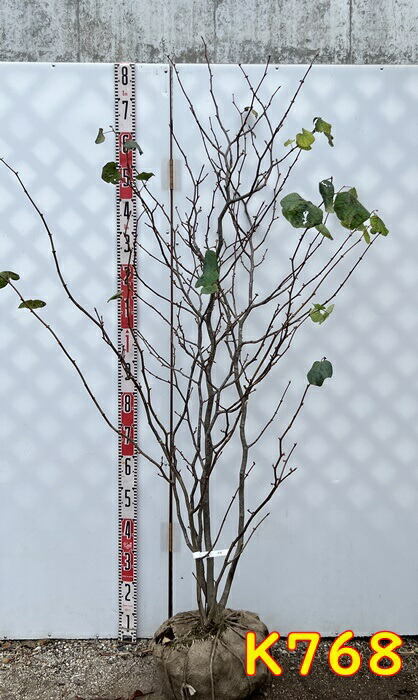 楽天市場】マルバノキ樹高1.2m前後(根鉢含まず）花木 庭木 植木