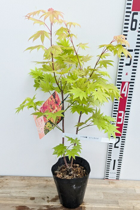 楽天市場】ネグンドカエデ フラミンゴ 苗木 4.5号(c04) : 千草園芸