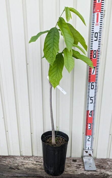 楽天市場】【現品発送】ポポー 苗木 実生苗 7号 樹高1.3m PP03 : 千草園芸