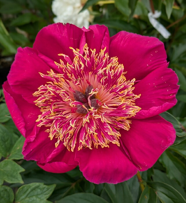 野兎　芍薬苗 野兎 芍薬苗 hanahirobaonline_shakuyaku-